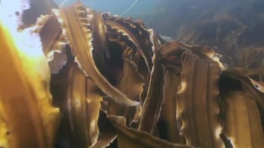 Çalılıkları kahverengi çimen, deniz tabanı üzerinde deniz yosunu.