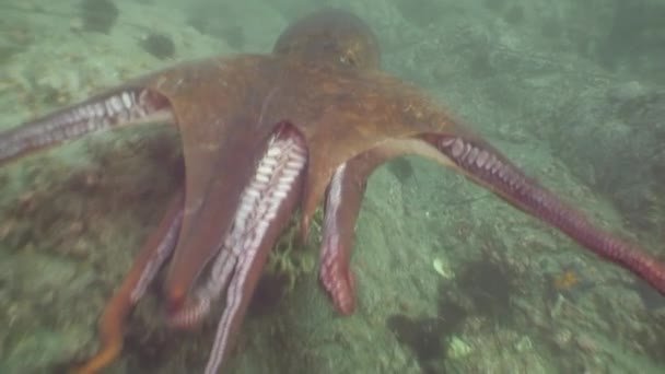 Grote octopus in de stenen zeebodem op zoek naar voedsel. — Stockvideo