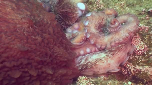 在石海底寻找食物的大章鱼. — 图库视频影像