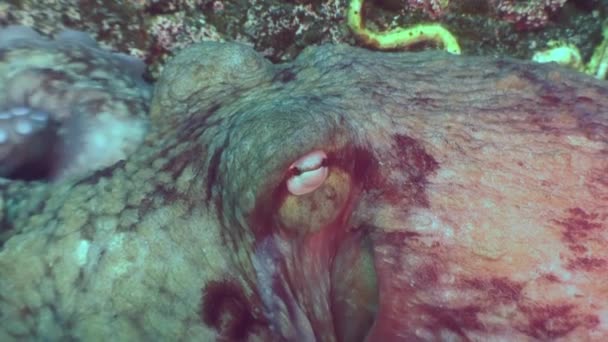 Velké chobotnice v kamenné mořského dna z potravin. — Stock video