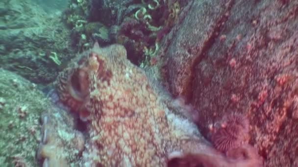 Grote octopus in de stenen zeebodem op zoek naar voedsel. — Stockvideo