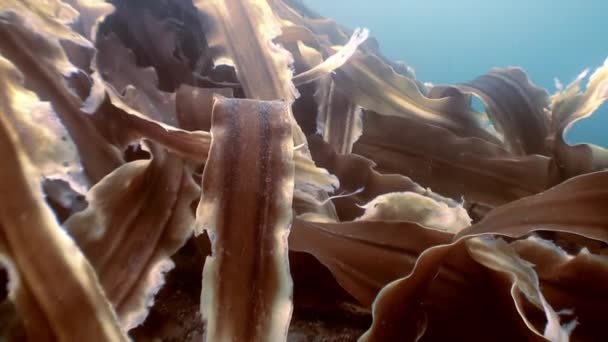 Çalılıkları kahverengi çimen, deniz tabanı üzerinde deniz yosunu. — Stok video