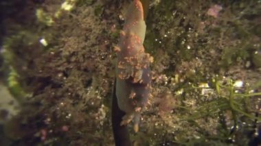 Omurgasızını yumuşakça gerçek deniz yaratığı üzerinde deniz dibinin.