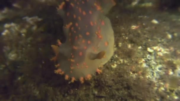 Nudibranch серед молюсків правда море кулі по дну моря. — стокове відео