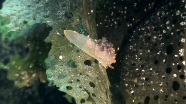 Nudibranch μαλακίων αληθινή θάλασσα γυμνοσάλιαγκας στο βυθό της θάλασσας. — Αρχείο Βίντεο