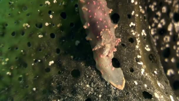 Nudibranch серед молюсків правда море кулі по дну моря. — стокове відео