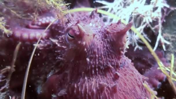 Gros poulpe dans les fonds marins en pierre à la recherche de nourriture . — Video