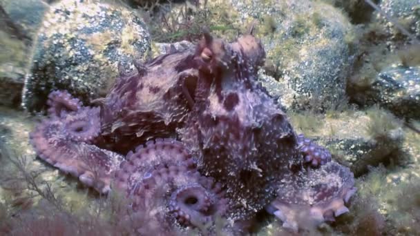 Pulpo grande en el fondo del mar de piedra en busca de comida . — Vídeos de Stock