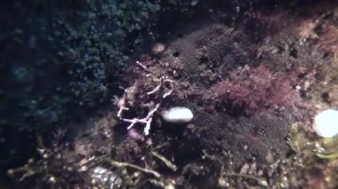 Omurgasızını yumuşakça gerçek deniz yaratığı üzerinde deniz dibinin.