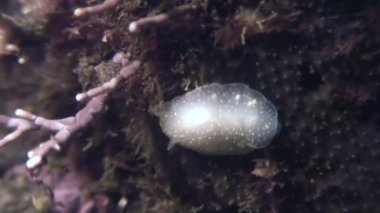 Omurgasızını yumuşakça gerçek deniz yaratığı üzerinde deniz dibinin.