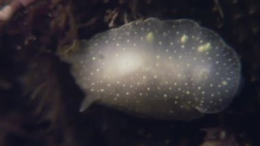 Omurgasızını yumuşakça gerçek deniz yaratığı üzerinde deniz dibinin.