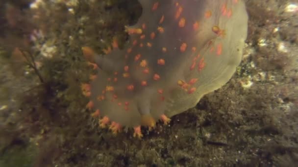 Nacktschnecke echte Meeresschnecke auf dem Meeresboden. — Stockvideo