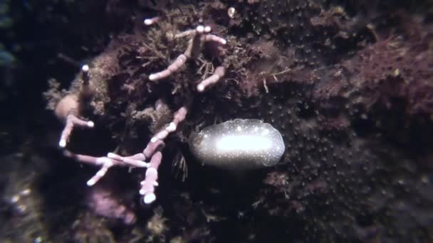 Нудиответвление моллюска "Настоящий морской слизняк" на дне моря . — стоковое видео