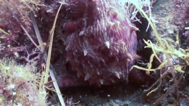 Taş deniz dibinin yiyecek bulmak büyük ahtapot.