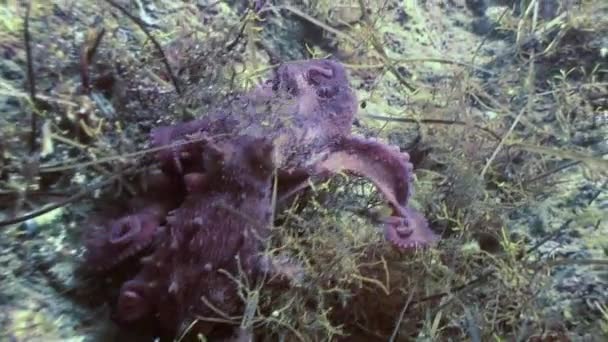 Gros poulpe dans les fonds marins en pierre à la recherche de nourriture .