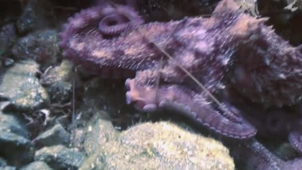 Big octopus in the stone seabed in search of food. — Stock Video