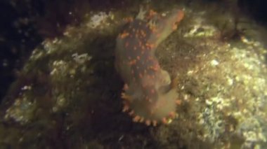 Omurgasızını yumuşakça gerçek deniz yaratığı üzerinde deniz dibinin.