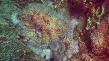 Taş deniz dibinin yiyecek bulmak büyük ahtapot.