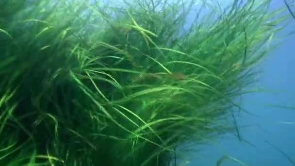 Moitas de grama verde, algas marinhas no fundo do mar . — Vídeo de Stock