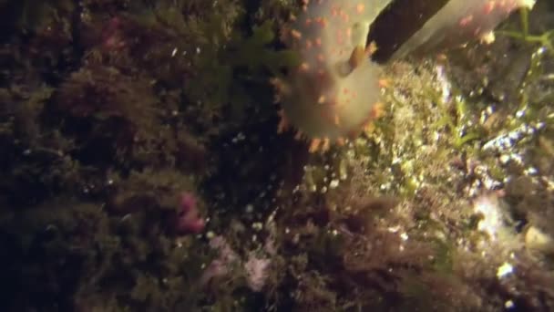 Nudibranch Mollusque Véritable limace de mer Sur le fond marin .