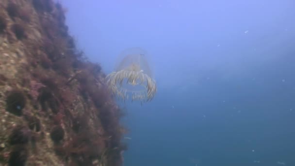 Greater jellyfish in the green waters of the sea. — Stock Video