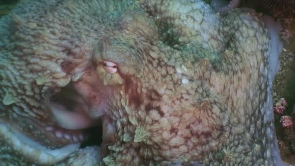 Velké chobotnice v kamenné mořského dna z potravin. — Stock video