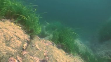 Thickets of green grass, seaweed on the sea floor.