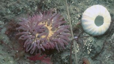 Deniz anemone actinia bir taş katta.