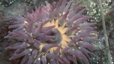Deniz anemone actinia bir taş katta.