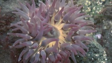 Deniz anemone actinia bir taş katta.