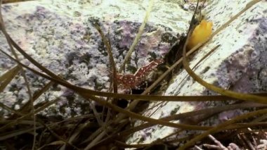 Deniz dibinin yiyecek arayan çim üzerinde karides.