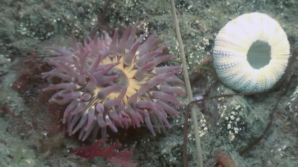 Sea anemone actinia on a stone floor. — Stock Video
