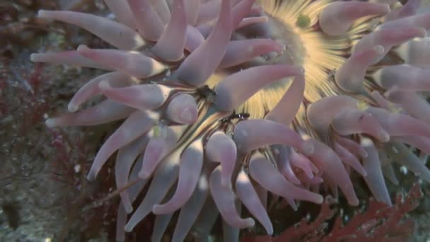 Morski anemon actinia na kamienne podłogi. — Wideo stockowe