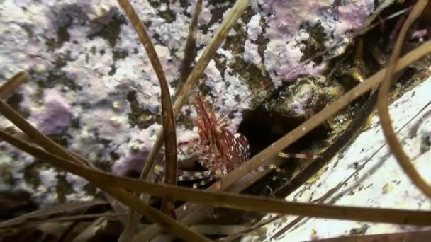 Gamberetti sul fondo del mare in erba in cerca di cibo . — Video Stock