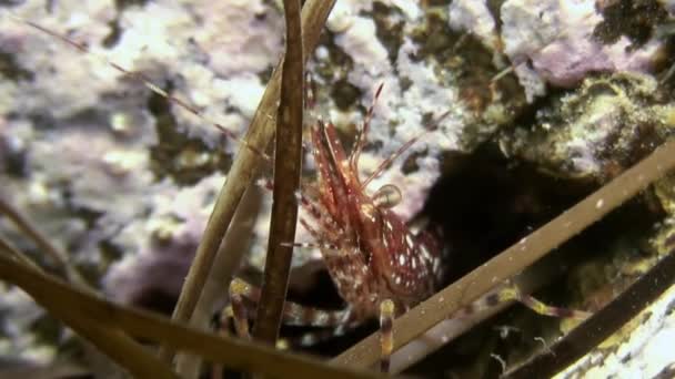 Shrimp on the seabed in grass looking for food. — Stock Video