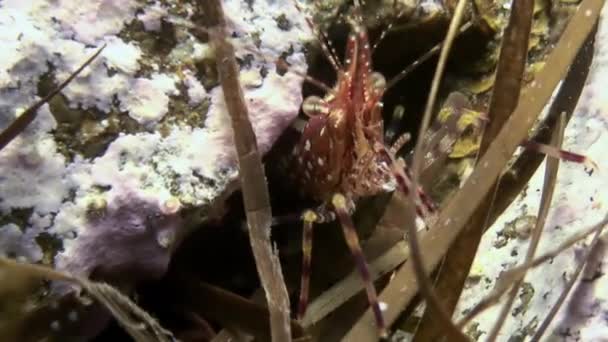 Gamberetti sul fondo del mare in erba in cerca di cibo . — Video Stock