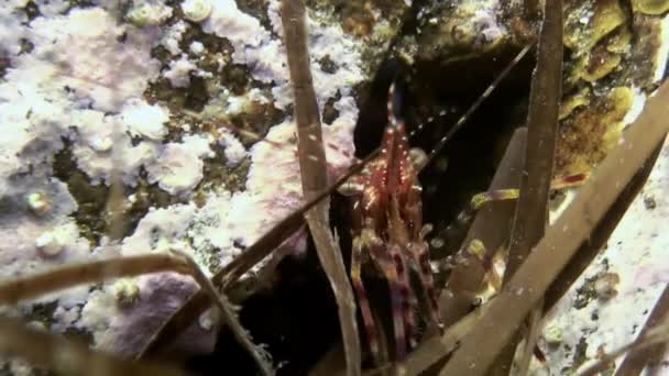 在海底寻找食物的草虾. — 图库视频影像