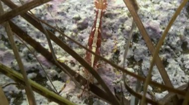 Deniz dibinin yiyecek arayan çim üzerinde karides.