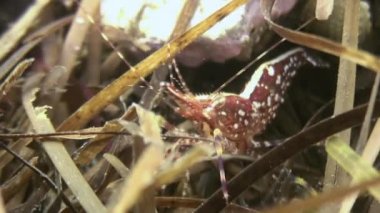 Deniz dibinin yiyecek arayan çim üzerinde karides.