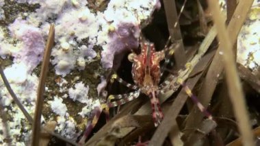 Deniz dibinin yiyecek arayan çim üzerinde karides.
