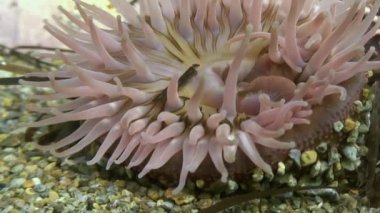 Deniz anemone actinia bir taş katta.