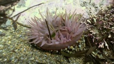 Deniz anemone actinia bir taş katta.