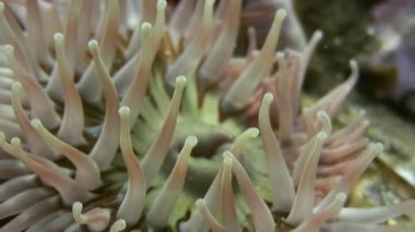 Deniz anemone actinia bir taş katta.