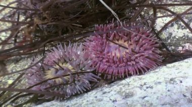Deniz anemone actinia bir taş katta.