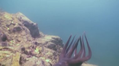 Taş deniz dibinin yiyecek bulmak büyük ahtapot.