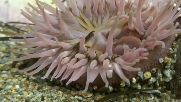 Seeanemone actinia auf einem Steinboden. — Stockvideo