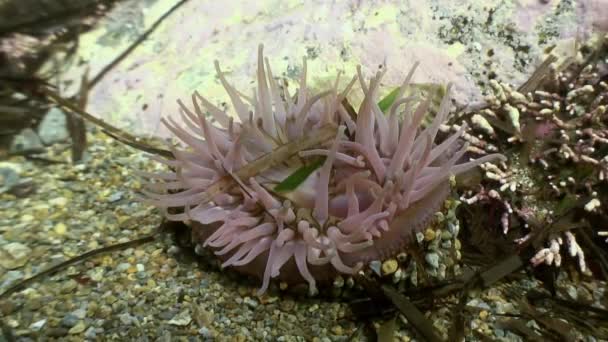 Deniz anemone actinia bir taş katta. — Stok video