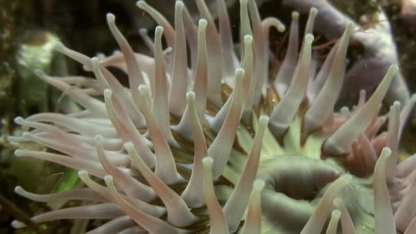 Seeanemone actinia auf einem Steinboden. — Stockvideo