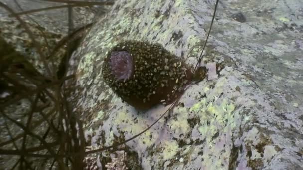 Actinia de anémona marina en un suelo de piedra . — Vídeos de Stock