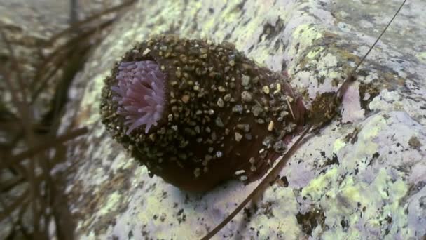 Actinia d'anémone de mer sur un sol en pierre . — Video